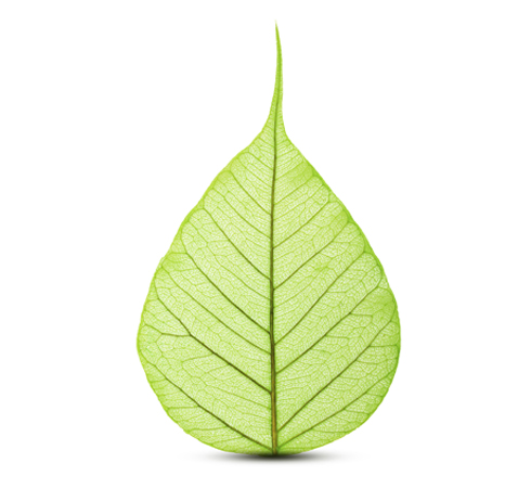 Green leaf