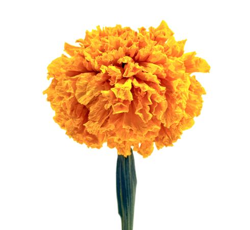 Orange marigold flower