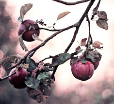 Small red apples on a branch
