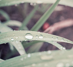 Dew drops on blades of grass