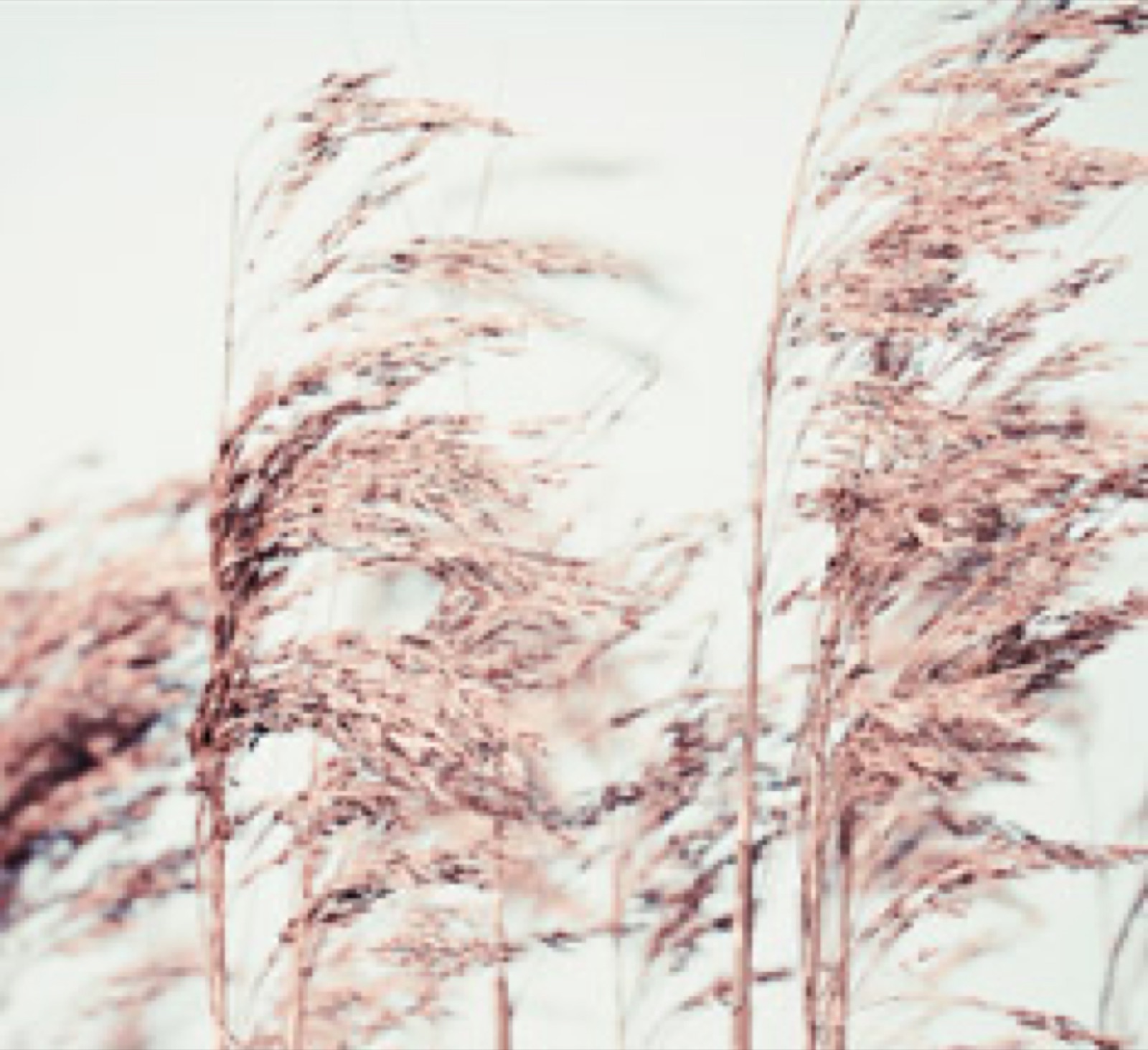 Pampas grass against a pale sky