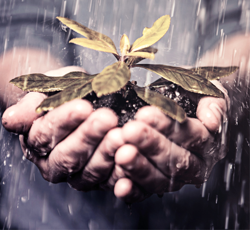 Cupped hands holding a seedling in the rain