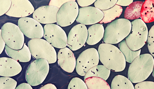 Lily pads floating on dark water